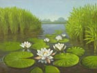 Waterlelies in de Weerribben 6