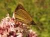 img_5438_small.jpg