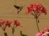 img_5552_small.jpg