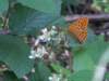 pict5785_small.jpg